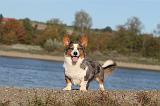 CORGI CARDIGAN 259